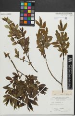 Foto von Salix pentandra L.